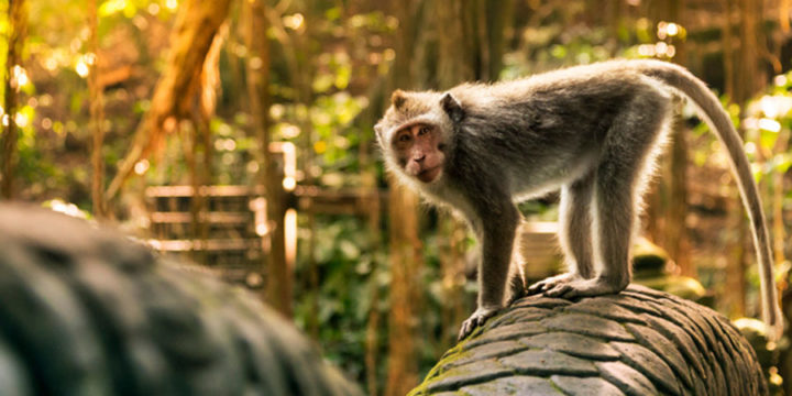 Monkey Forest and Rice Terraces Half Day Tour