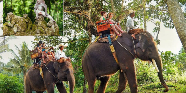 Ubud Monkey Forest and Elephant Tour